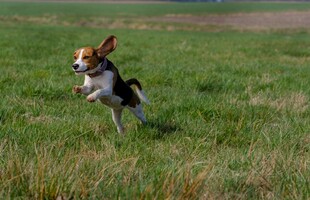 草地上欢快奔跑的小猎犬