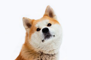 可爱柴犬抬头望