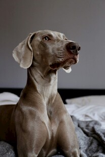 卧躺的优雅威玛猎犬