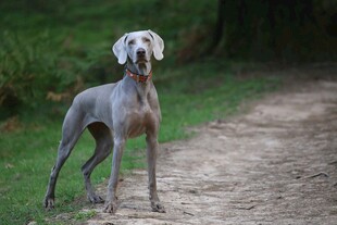 小路上的威玛猎犬