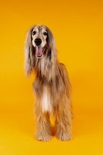 长毛猎犬于黄色背景前