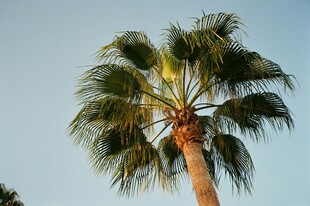 高耸的棕榈树
