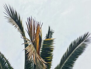 向上生长的棕榈树