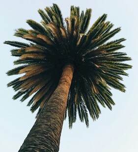 仰视下的高大棕榈树
