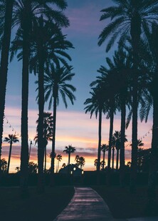 夕阳下的棕榈树景观