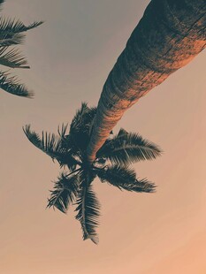仰望棕榈树的黄昏美景