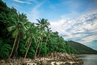 热带海岸椰林风光美景