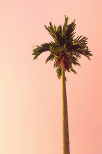 粉色背景下的单棵棕榈树