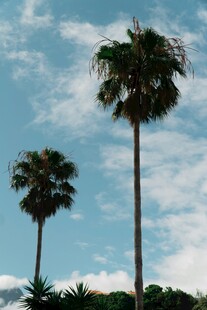 蓝天白云下的两棵棕榈树