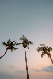 夕阳下的三棵椰子树