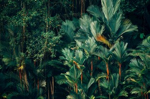 丛林中的多彩植物景观