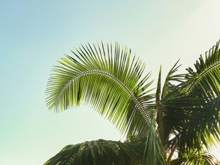 阳光下的棕榈树叶
