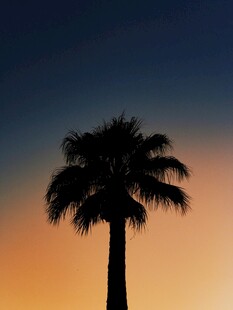 夕阳下的孤独棕榈树