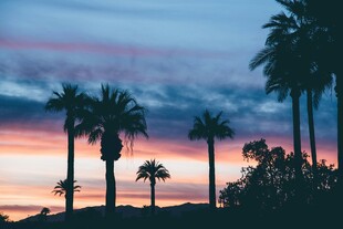 夕阳下的棕榈树剪影