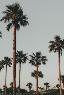 夕阳下的高大棕榈树
