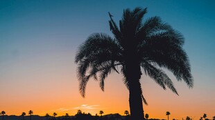 夕阳下的孤独棕榈树