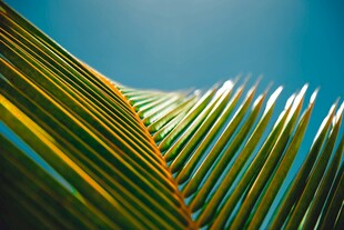 阳光下的翠绿棕榈叶
