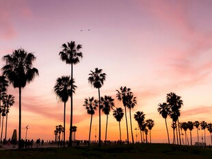 夕阳下的棕榈树剪影