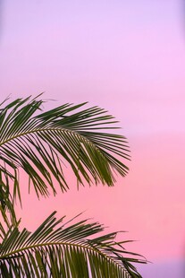 粉紫天空下的棕榈枝叶