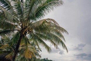 海边椰树