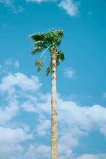 蓝天中挺立的独棵棕榈树
