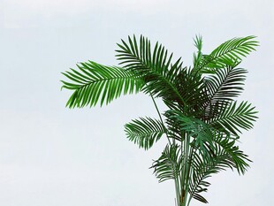 室内绿色仿真棕榈植物