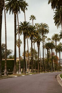 棕榈树成排的林荫道路