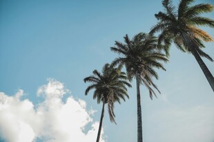 蓝天椰树