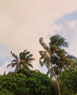 风中摇曳的热带棕榈树