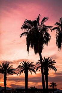 夕阳下的棕榈树剪影