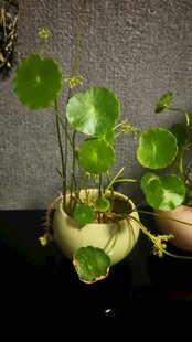 可爱铜钱草盆栽