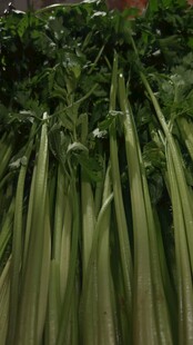 翠绿细长的芹菜