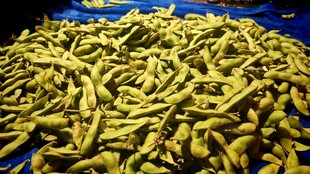 大量鲜黄色豆角堆成小山