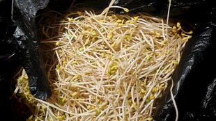 新鲜豆芽装于黑色袋中