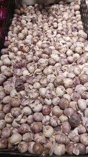 大量新鲜大蒜堆放在一起