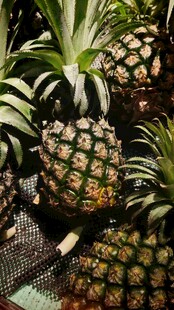 新鲜菠萝堆叠展示