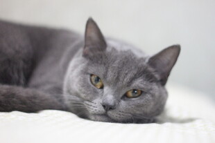 蓝猫灰色猫咪慵懒趴卧