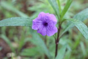 翠芦莉