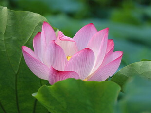 娇艳盛开的粉色荷花