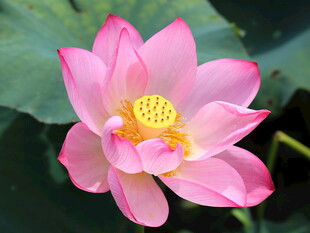 娇艳盛开的粉色荷花