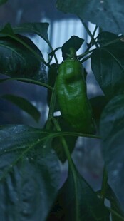 翠绿尖椒挂于繁茂枝叶间