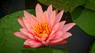 粉色睡莲绽放于绿叶间