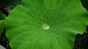 翠绿荷叶特写