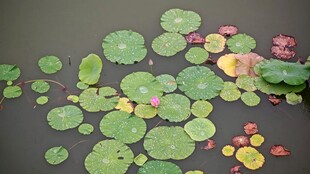 水面上的翠绿睡莲叶片