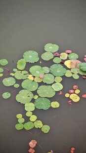 水面上的漂浮的绿色荷叶
