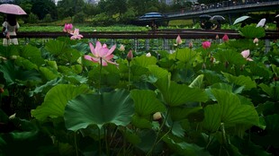 夏日荷塘荷花绽放美景