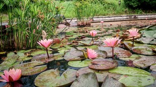 池塘中的娇艳粉色睡莲