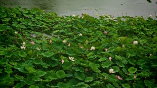 水面漂浮的绿色水生植物