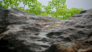 岩石上的绿意生机