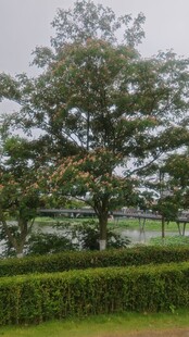 绿树成荫的园林景观